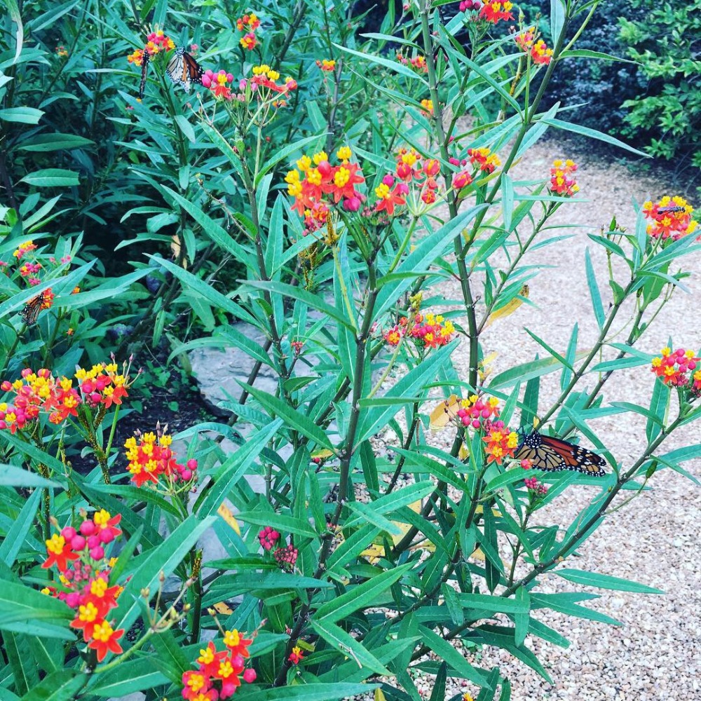 Meet your Posher, Lacey